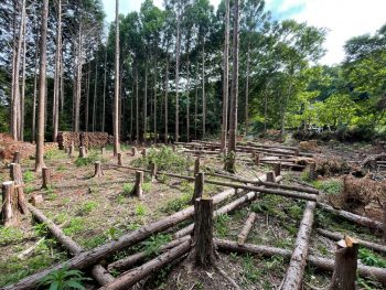 【第10話】近隣の森林購入と木の伐採
